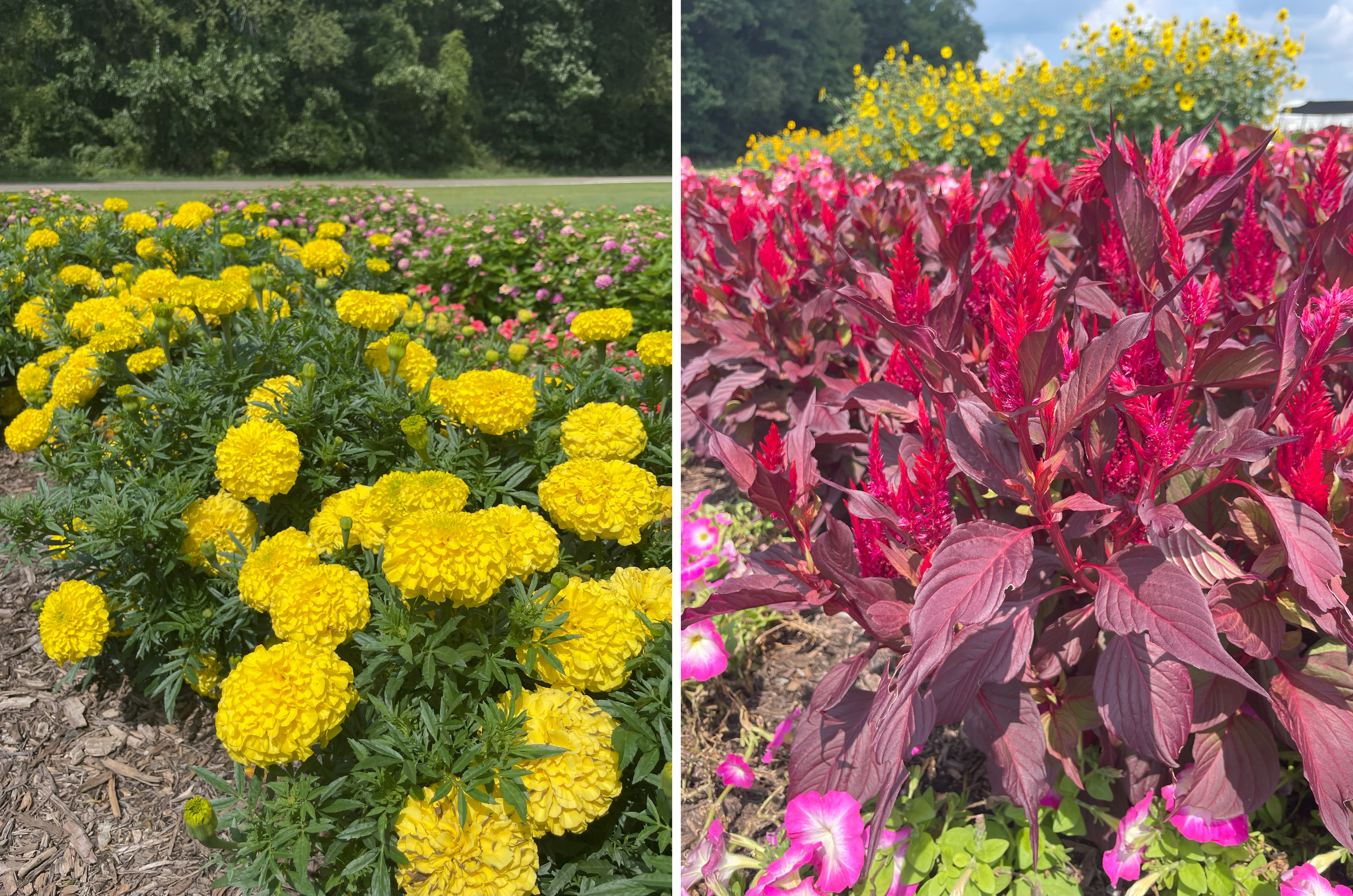 Trial garden beds featuring a mass of bright yellow marigolds with round blooms on one side and striking celosia with burgundy leaves and vivid red flower plumes on the other, with pink petunias and yellow sunflowers in the background.